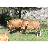 [http://listofcattlebreeds.com/img/img-cattle/160/Cachena_cattle.jpg]