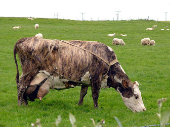 [http://listofcattlebreeds.com/img/img-cattle/336/Icelandic_cattle.jpg]